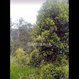 Tanah Dijual Kediri Kabupaten -5000m²- Parang