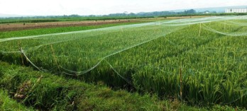 Tanah Sawah Dijual Bunut Wetan Pakis Malang