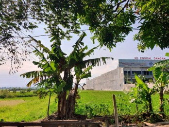 Tanah Sawah Dijual Jl Raya Bamban Asrikaton Pakis