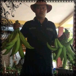 Kebun pisang pakis malang(Madewo apples)
