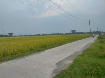 Tanah di Sragen Jawa Tengah(Madewo apples)