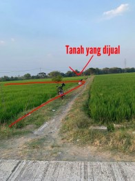 Tanah di Sragen Jawa Tengah(Madewo apples)