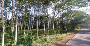 Tanah perkebunan luas di Gunung Jati Jabung Malang