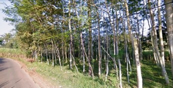 Tanah perkebunan luas di Gunung Jati Jabung Malang