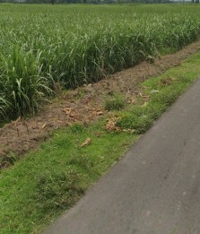 TANAH SAWAH GAYAM KOTA KEDIRI