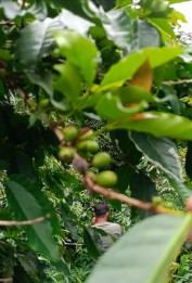JUAL KEBUN  KOPI DAN KARET PRODUKTIF DI PINGGIR JALAN SIAP PANEN DI BANDAR 