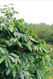 JUAL KEBUN  KOPI DAN KARET PRODUKTIF DI PINGGIR JALAN SIAP PANEN DI BANDAR 