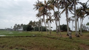Dijual tanah pinggir pantai Penyaringan Mendoyo Jembrana Bali