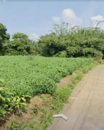 Jual Tanah Murah 3.640 m2 di Desa Candali Ranca Bungur Bogor