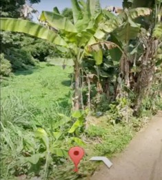 Jual Tanah Murah 3.640 m2 di Desa Candali Ranca Bungur Bogor