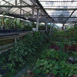 Tanah Kebun Subur Untuk Tanaman Bunga Luas Termurah Di Kota Batu