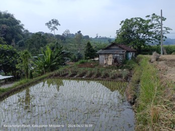 Tanah Sawah Luas Subur Produktif di Pacet Mojokerto
