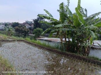 Tanah Sawah Luas Subur Produktif di Pacet Mojokerto
