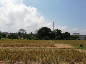Tanah jual 10.000m2, SHM, Jalan Pantai Nyanyi, Canggu, Bali