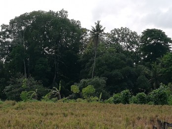 Tanah jual 10.000m2, SHM, Jalan Pantai Nyanyi, Canggu, Bali