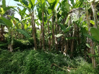 Tanah luas 210m2, view sawah, SHM, Carangsari, Badung, Bali