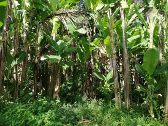 Tanah luas 210m2, view sawah, SHM, Carangsari, Badung, Bali