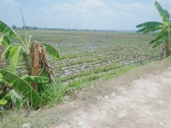 Jual Tanah 2.000 m2 di Bojonegoro Jawa Timur Dekat RSUD Dr.Sosodoro