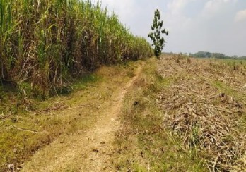 Jual Tanah Luas Strategis Daerah Desa Rejosari Sukoharjo