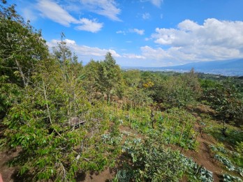 Tanah Luas Subur Ada Pohon Buah Dan Bonus