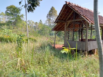 Dijual Tanah Kebun Produktif Pinggir Jalan Raya