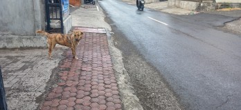 Dikontrakkan Ruko/toko/kios area jl Ahmad Yani Utara Denpasar