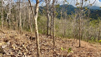 TANAH KEBUN VIEW LAUT DAN GUNUNG HARGA ISTIMEWA DI BULELENG BALI.