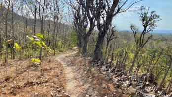 DISEWAKAN TANAH KEBUN HARGA EKLUSIF DI BULELENG BALI.