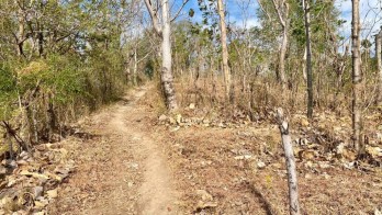 DISEWAKAN TANAH KEBUN HARGA EKLUSIF DI BULELENG BALI.