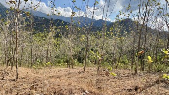 Tanah Disewakan Murah Super Strategis di Buleleng Bali