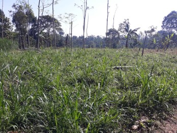 Tanah Super Murah Luas 2 Lokasi Strategis di Nongkojajar Pasuruan