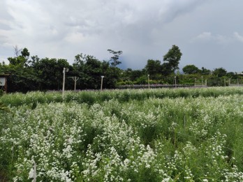 BU Tanah Kavling Subur Untuk Bunga Dan Kebun View Keren Di Kota Batu