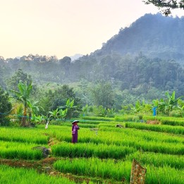 Dijual 1 villa & 1 cottage di Sentul Bogor