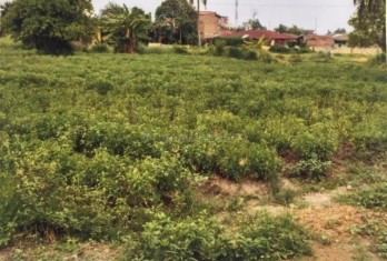 Dijual Tanah di Jln. Marelan, Pasar Tiga Timur, Medan