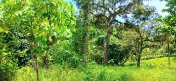Disewakan tanah 2500 m2 dkt pantai Bonian Selemadeg Tabanan Bali