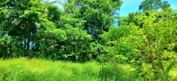 Disewakan tanah 2500 m2 dkt pantai Bonian Selemadeg Tabanan Bali