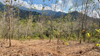 Sewa tanah murah dan strategis di Buleleng bali