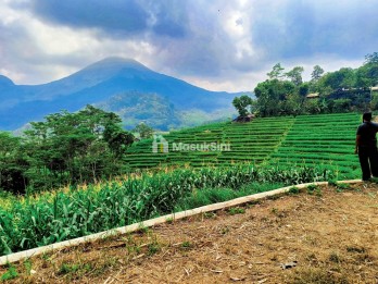 Tanah di Trawas Serasa di Ubud Bali, Harga 550 ribu/meter