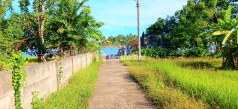 Tanah 2500 M2 Dkt Muara Pantai Pengambengan Negara Jembrana Bali