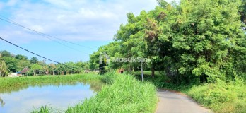 Dijual Tanah 3250 m2 Di Keramas Dkt Komaneka Dan Pantai