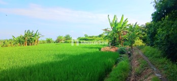 Dijual Tanah View Laut 5340 m2 Jl Pantai Purnama Sukawati Gianyar Bali