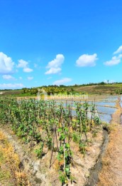 Disewakan Tanah 45 Are Di Tibu Biyu Tabanan Dkt Pantai Pasut