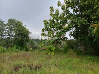 Inves Tanah Murah 5,5 Are Harga 200 Juta Nego Seririt Buleleng