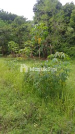 Jual Tanah Strategis Desa Sangsit Sawan Buleleng Seluas 26229m2