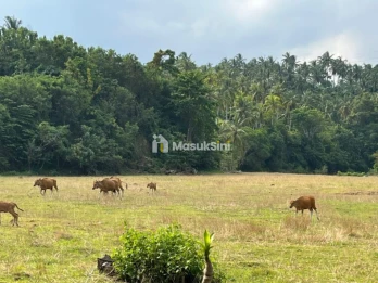 Dijual Tanah 5 Are Lalanglinggah Selemadeg Barat Tabanan