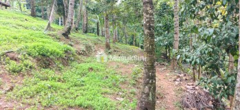 Dijual Tanah 90 Are Di Manikyang Selemadeg Tabanan Bali