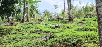 Dijual Tanah 90 Are Di Manikyang Selemadeg Tabanan Bali