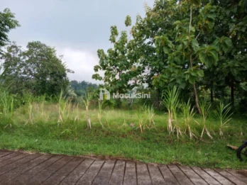 Investasi Tanah Murah 5,5 Are Harga 200 Juta Nego Seririt Buleleng