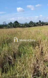 Jual Cepat Tanah Produktif 42 Are Selemadeg Timur Tabanan