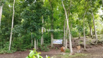 Jual Tanah 36440m2 Baler Bale Agung Negara Jembrana